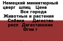 Немецкий миниатюрный(цверг) шпиц › Цена ­ 50 000 - Все города Животные и растения » Собаки   . Дагестан респ.,Дагестанские Огни г.